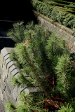 Pinus mugo RCP2-2014 072.JPG